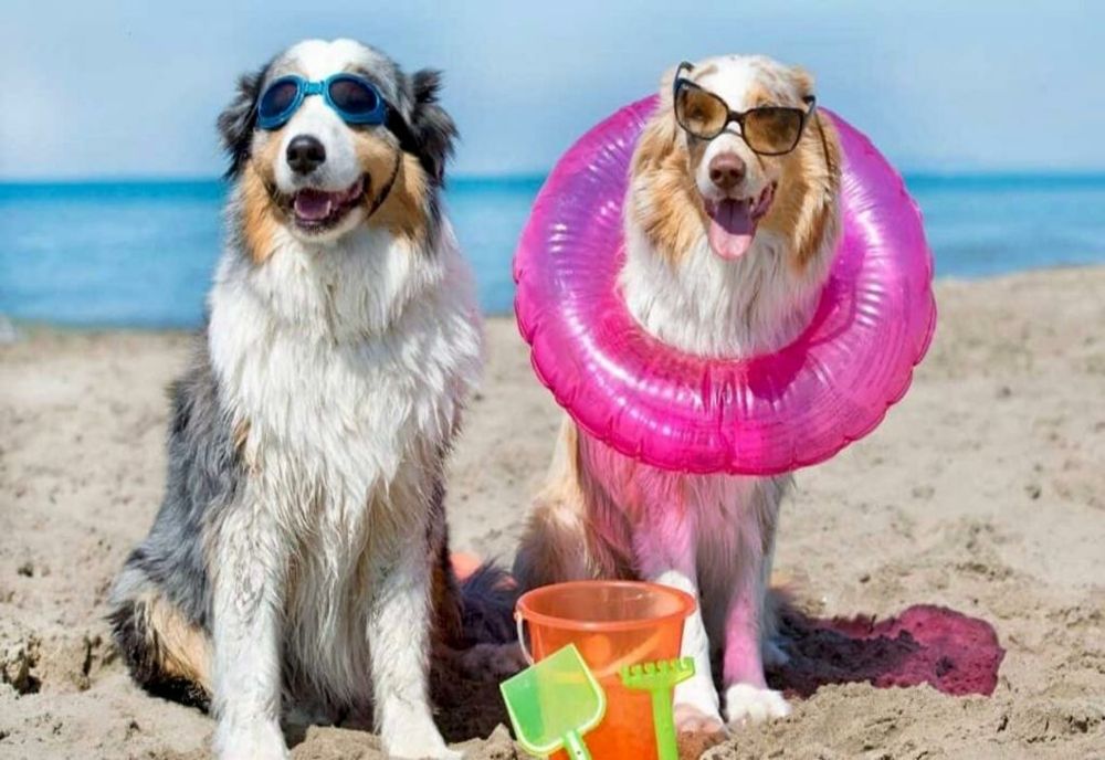 USR: „E definitiv: legea USR care permite accesul cu animale de companie pe plajele de la Marea Neagră a fost promulgată”