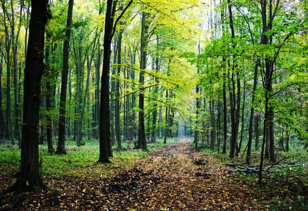 Apără și tu pădurile României! PSD și PNL se opresc din a distruge spațiul verde doar sub presiune