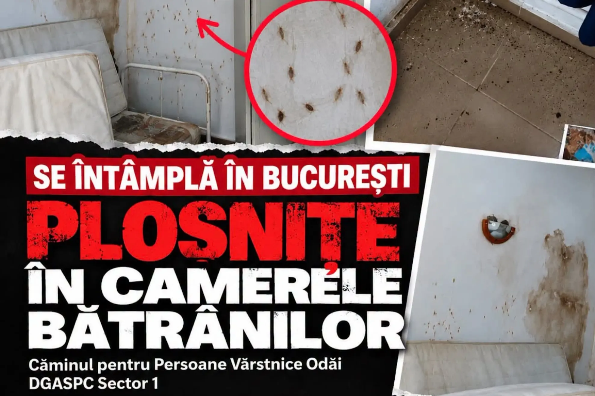 Pleoșnițe