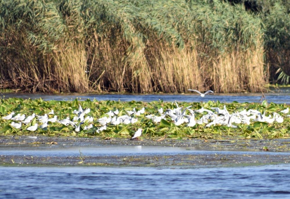 UE verifică banii cheltuiți de România în Deltă - ancheta vizează peste 1 miliard de euro