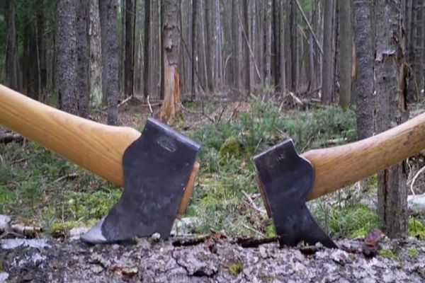 TĂIERILE ILEGALE, stopate la Senat! Proiect pentru exploatarea lemnului din păduri