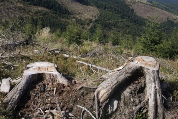 USR acuză guvernul Orban că se opune înființării DNA-ului pădurilor