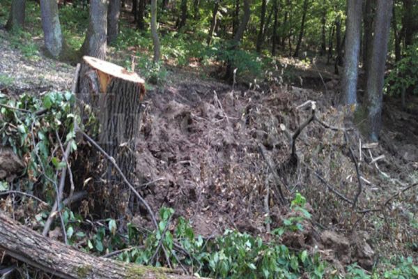 USR cere premierului să explice oficial de ce guvernul a atacat la CCR legea privind înființarea DNA-ului pădurilor 