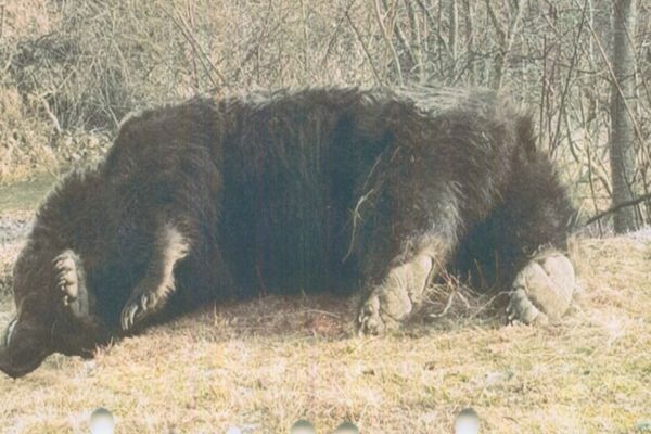 Ministrul Mediului despre cel mai mare urs din România, împușcat în Covasna: ”Un lucru este cert: acolo sunt mai mulţi urşi-problemă”