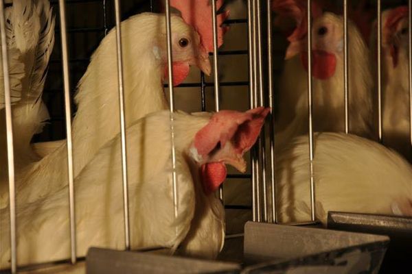 Dan Motreanu, eurodeputat: "Până în 2027, punem capăt creșterii animalelor în cuști"