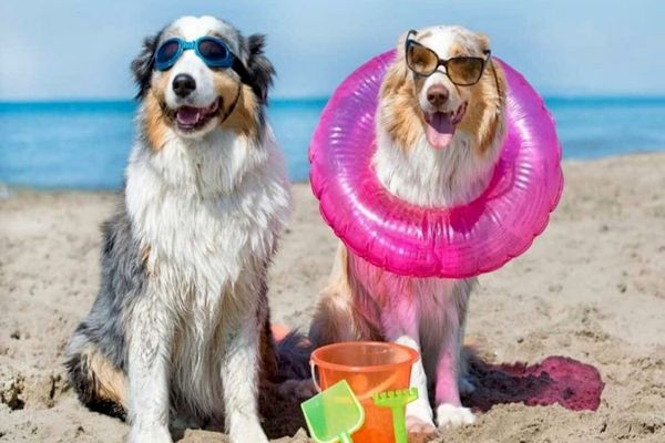 USR: „E definitiv: legea USR care permite accesul cu animale de companie pe plajele de la Marea Neagră a fost promulgată”