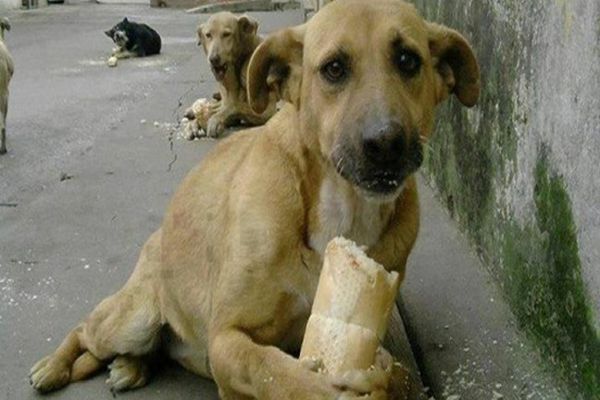 Deputații USR Adrian Giurgiu și Beniamin Todosiu au depus un proiect de lege care prevede eliminarea posibilității eutanasierii câinilor fără stăpâni