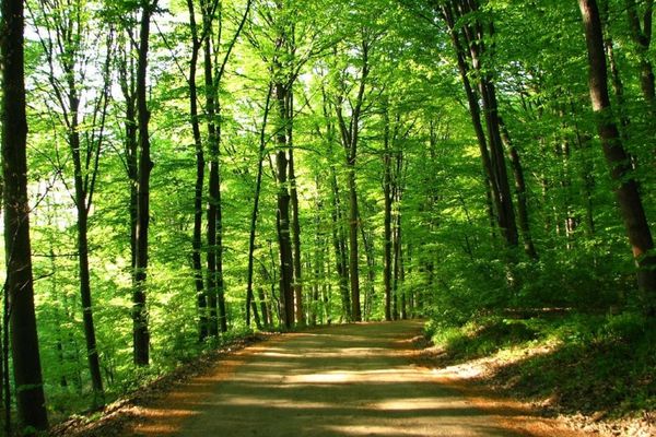 USR acuză Ministerul Mediului că nu vrea să stopeze tăierile pădurilor din jurul Bucureștiului