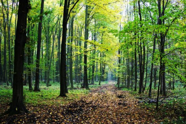 Apără și tu pădurile României! PSD și PNL se opresc din a distruge spațiul verde doar sub presiune