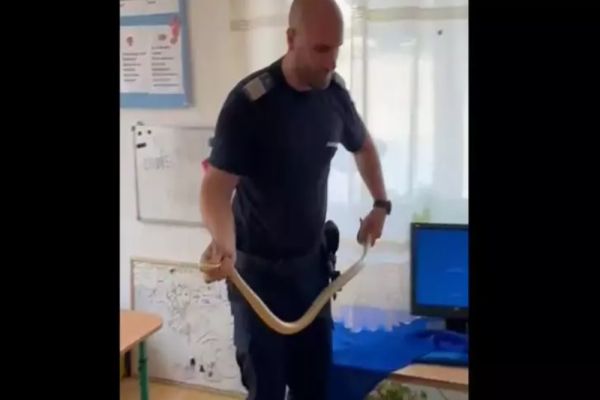 Un șarpe a „vizitat” o secție de votare din Oltenia. Panicați, oamenii au chemat jandarmii