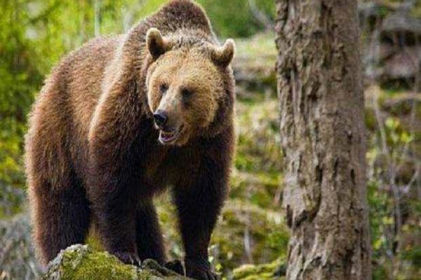 LEGEA PRIVIND URȘII: USR A DEPUS AMENDAMENTE PRO-VIAȚĂ ȘI PENTRU CA PRIMARII SĂ POATĂ INTERVENI RAPID ȘI EFICIENT