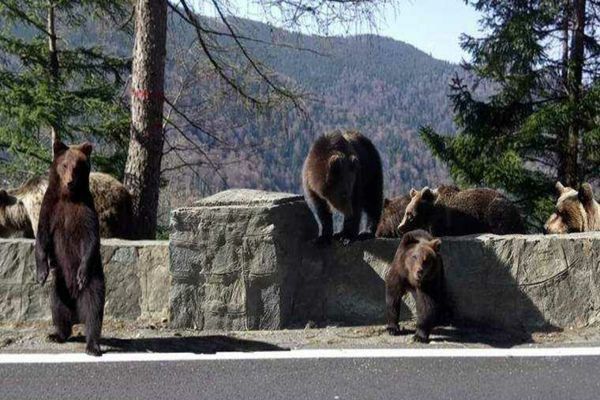 NOI MĂSURI ÎMPOTRIVA URȘILOR. MINISTRUL BUZOIANU: AVEM O MISIUNE VITALĂ SĂ PROTEJĂM VIAȚA OAMENILOR ȘI O MISIUNE DE MEDIU, SĂ PROTEJĂM BIODIVERSITATEA